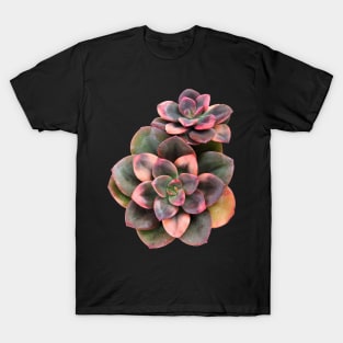 Sculentas Echeveria Croma T-Shirt